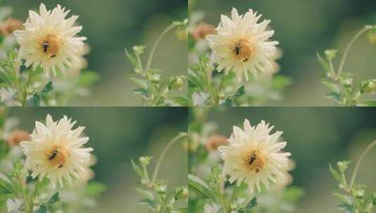 花朵花丛蜜蜂采蜜特写高清在线视频素材下载