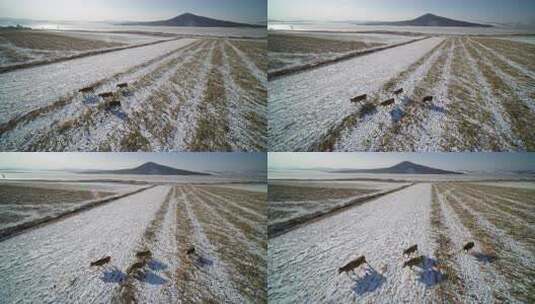 航拍东北平原冬天冰雪动物黄牛高清在线视频素材下载