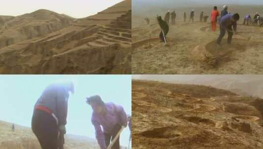 90年代西北黄土高原农民植树造林造福后代高清在线视频素材下载
