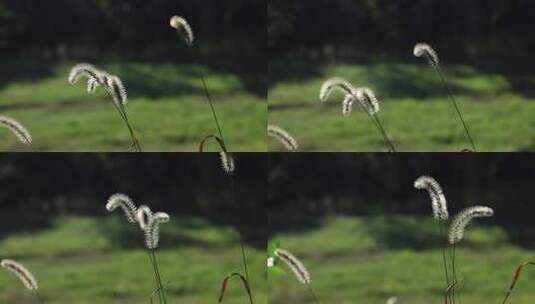 逆光大风下的狗尾巴草特写高清在线视频素材下载