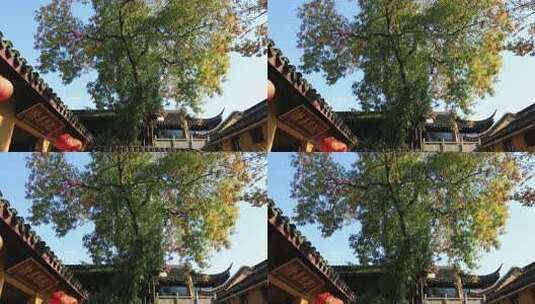 秋天阳光寺院古银杏高清在线视频素材下载