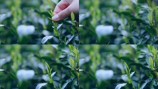 手部特写采摘茶叶画面高清在线视频素材下载
