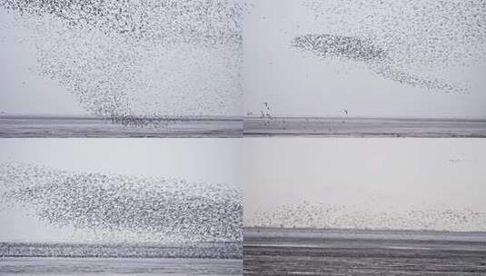 辽宁丹东东港鸟群候鸟迁徙合集高清在线视频素材下载