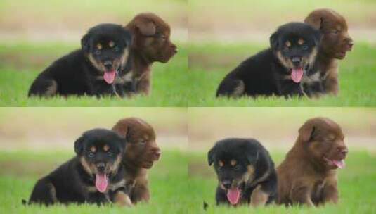 草地上两只可爱的小狗高清在线视频素材下载