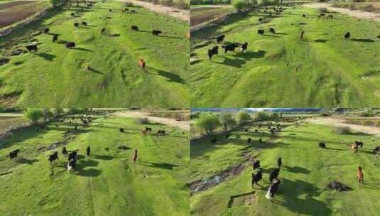 草原牛群高清在线视频素材下载