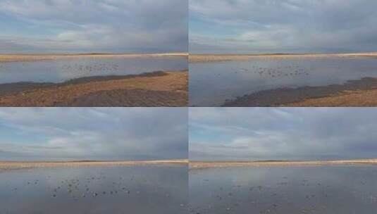 草原湿地湖水麻鸭天鹅高清在线视频素材下载