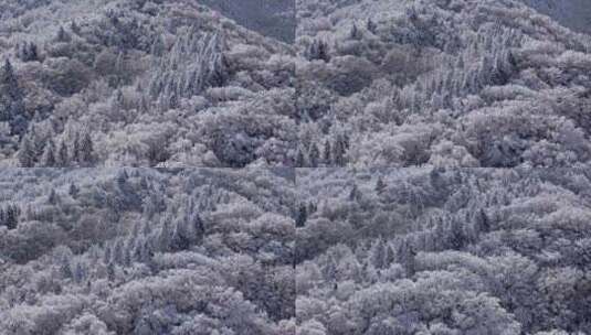 秦岭森林雾凇雪景高清在线视频素材下载