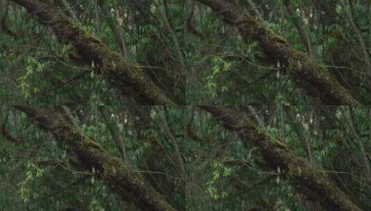 森林枝干树干青苔高清在线视频素材下载