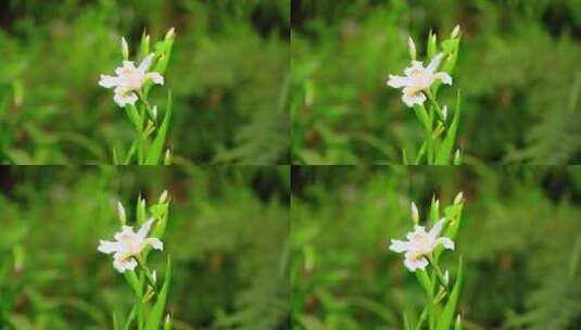 绿化植物扁竹根白色蝴蝶花高清在线视频素材下载
