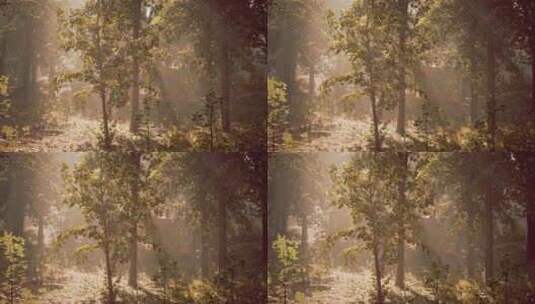 阳光透过树林中的树木照耀高清在线视频素材下载