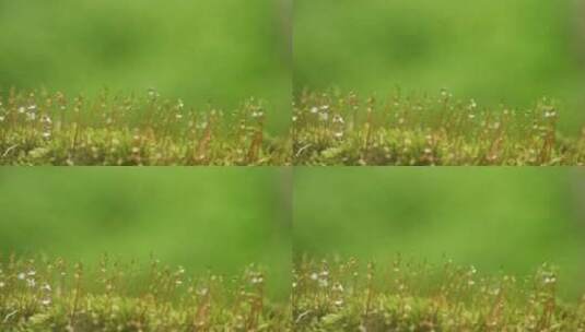 微距苔藓青苔雨滴水滴水珠高清在线视频素材下载