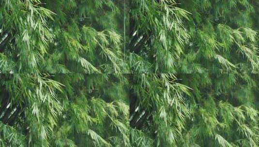 夏日的竹叶在微风中摇曳高清在线视频素材下载