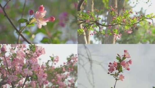 春天，苏州园林海棠花开合集高清在线视频素材下载