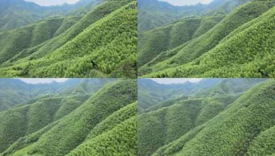 平塘马安竹海航拍 竹林森林云海高清在线视频素材下载