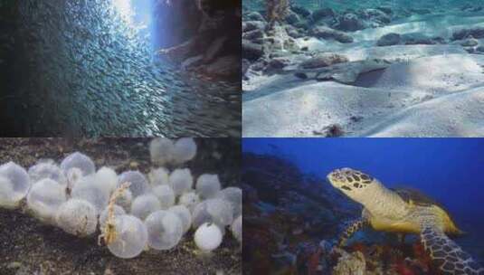 海底生物鱼群珊瑚礁高清在线视频素材下载