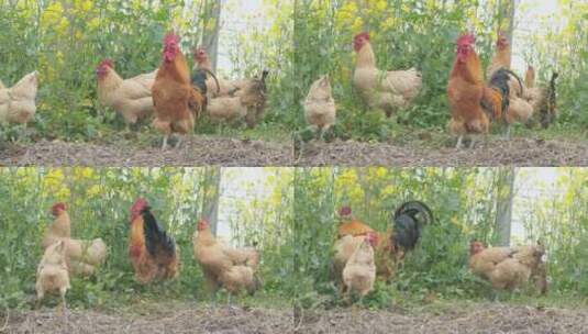 农村家禽散养老母鸡土鸡柴鸡高清在线视频素材下载