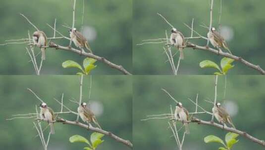 大自然可爱的野生鸟类高清在线视频素材下载