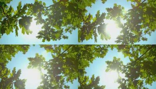 阳光树叶高清在线视频素材下载