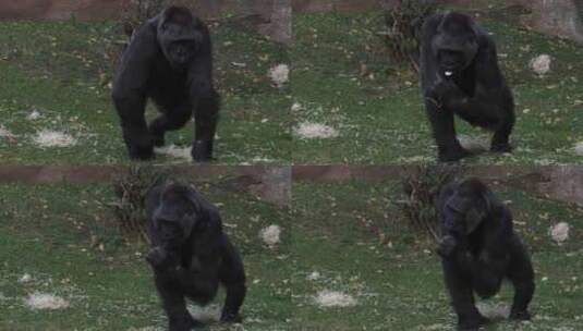 西方大猩猩在草地上吃树叶高清在线视频素材下载