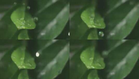 水滴在叶子上特写高清在线视频素材下载