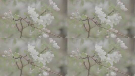 雨中的苹果树苹果花高清在线视频素材下载