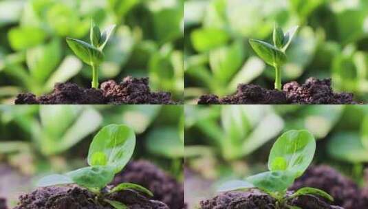 发芽 生机 破土高清在线视频素材下载