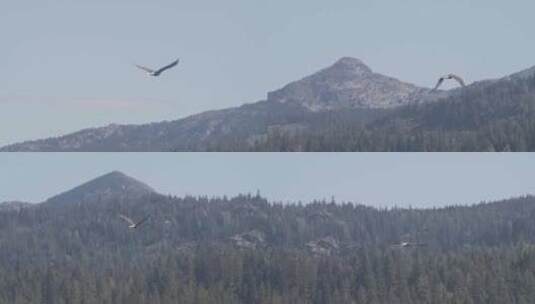一只雄伟的秃鹰以慢动作翱翔在爱达荷州北部高清在线视频素材下载