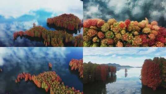 水杉池衫湖面秋天景色黄叶红叶美丽乡村高清在线视频素材下载