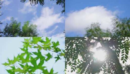 蓝天白云小清新空镜 夏季生机勃勃植物绿叶高清在线视频素材下载