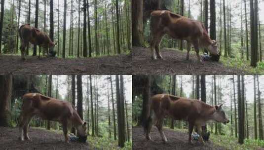 林场牛儿吃草高清在线视频素材下载