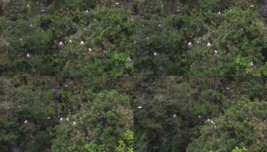 树上的野生鸟类栖息航拍高清在线视频素材下载