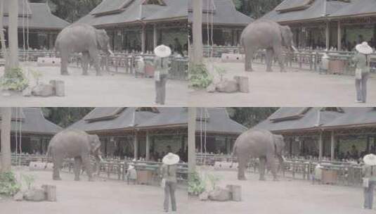 云南西双版纳野象谷大象高清在线视频素材下载