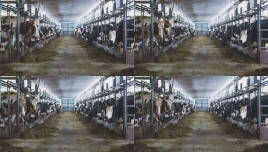 牛场里的一排奶牛高清在线视频素材下载