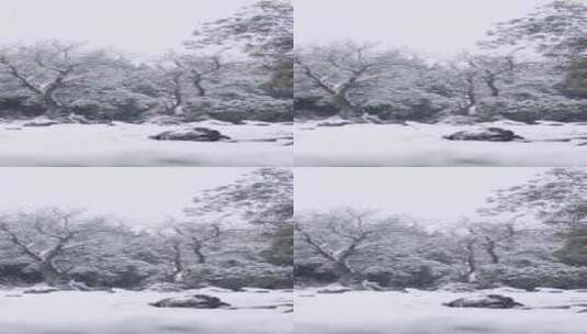 雪，冬天，树木，寒冷高清在线视频素材下载