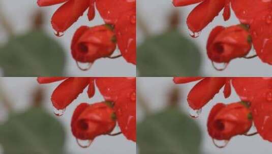 4k高清大屏娇嫩欲滴的滴水花朵特写7高清在线视频素材下载