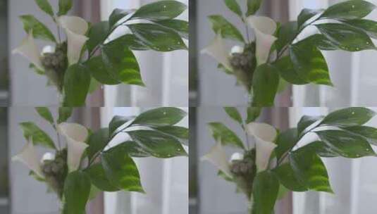 静态绿色植物特写高清在线视频素材下载