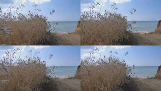 海边的风吹动着芦苇高清在线视频素材下载