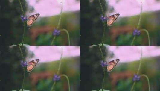 帝王蝶在植物上飞舞高清在线视频素材下载