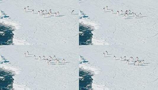 一群企鹅在雪地上快速向前进高清在线视频素材下载