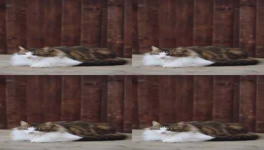 竖屏拍摄闭目眼神的虎斑猫高清在线视频素材下载