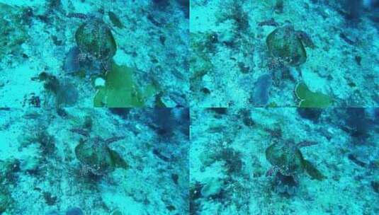 海下的乌龟高清在线视频素材下载