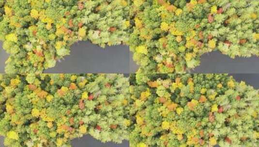 树木浓密的湖岛高清在线视频素材下载