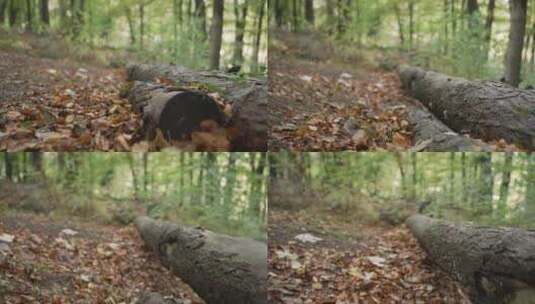 沿着森林地面追踪射击高清在线视频素材下载