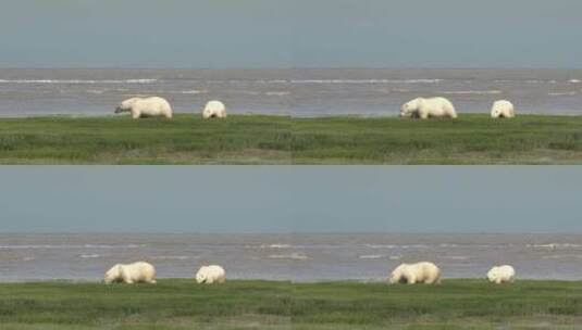 北极熊走在沼泽边高清在线视频素材下载