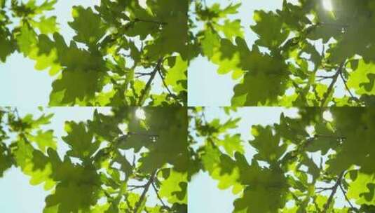 阳光穿过橡树叶高清在线视频素材下载
