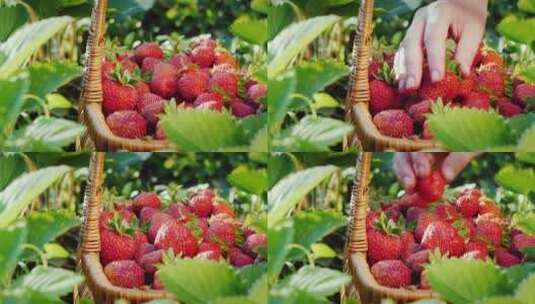农民把收获的草莓放在篮子里高清在线视频素材下载