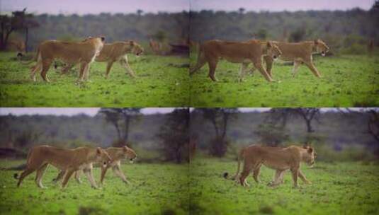 一对母狮在草原上一起行走高清在线视频素材下载