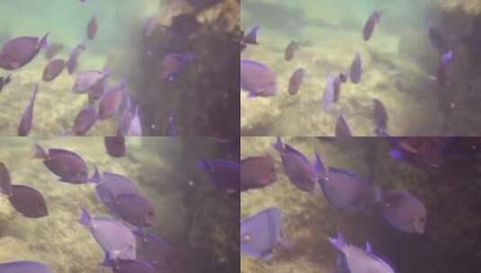 海底紫色鱼群高清在线视频素材下载