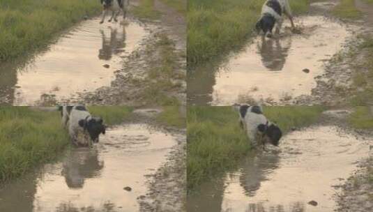 狗在水坑里玩耍的镜头高清在线视频素材下载
