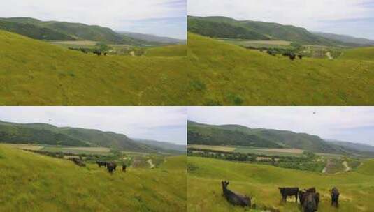 牛在山脊上吃草高清在线视频素材下载